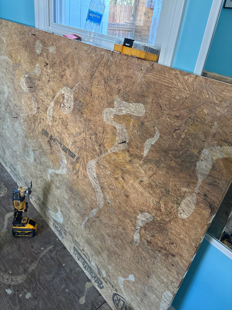 Plywood with fungal growth